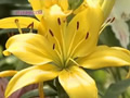 Plantas de bulbos de amarillys