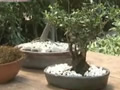 Creación de un bonsai