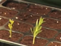 Multiplicar plantas por esquejes