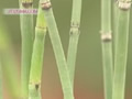 Equisetum con cañas en maceta
