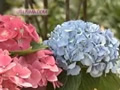 Multiplicación de hortensias por esquejes