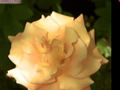 Rosas en maceta